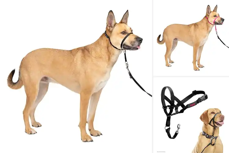 Detailed view of Best Dog Head Collars: Top 10 Picks for Stress-Free Walks